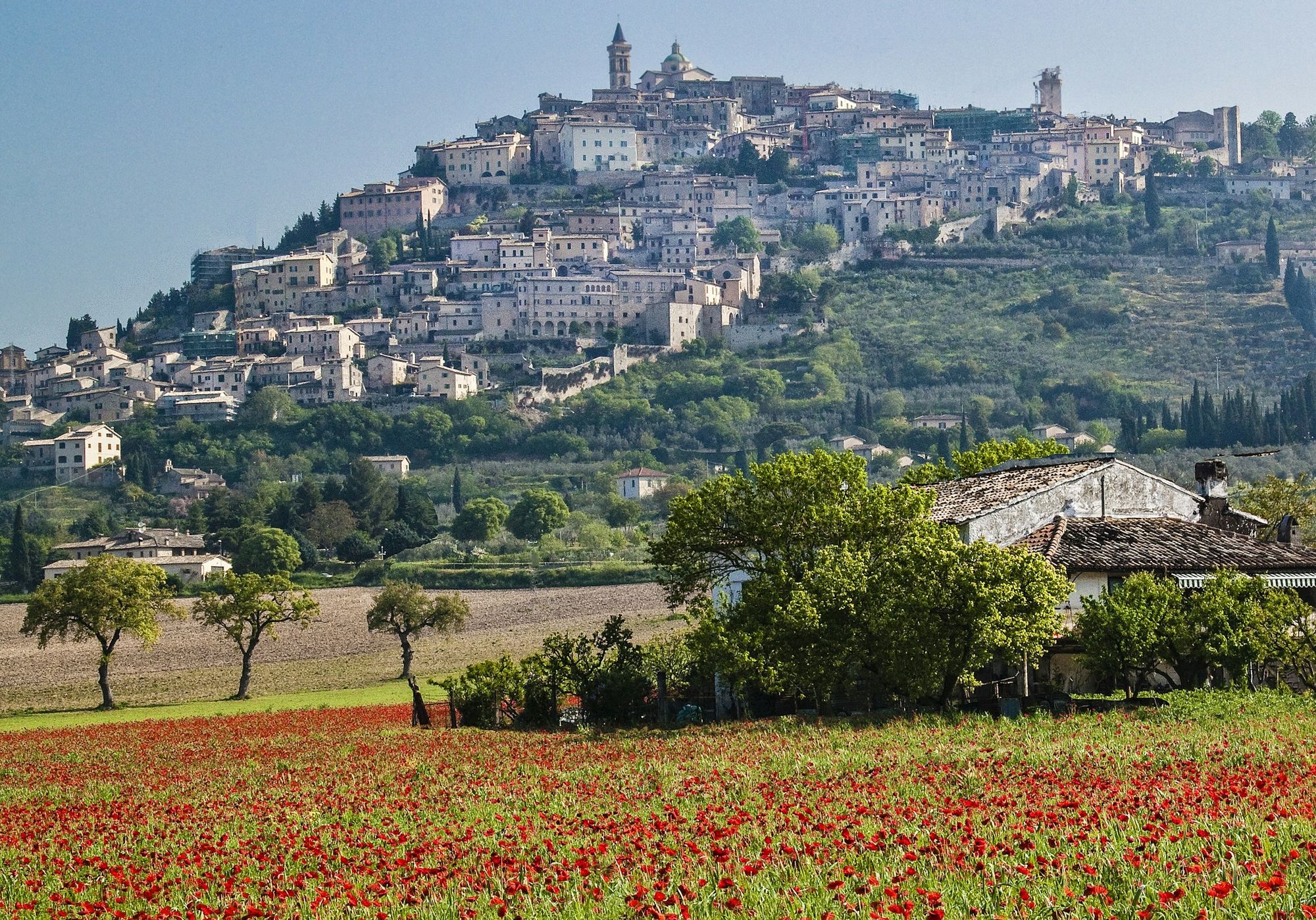 Trevi sulla collina, con un campo di papaveri in primo piano