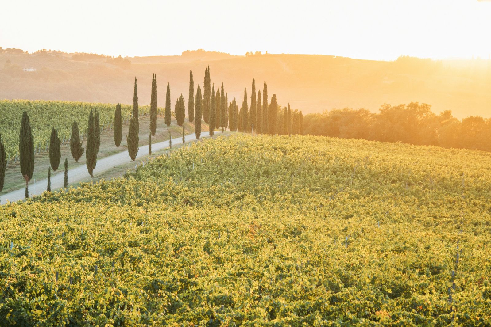 Filare di cipressi tra le vigne delle colline italiane al tramonto